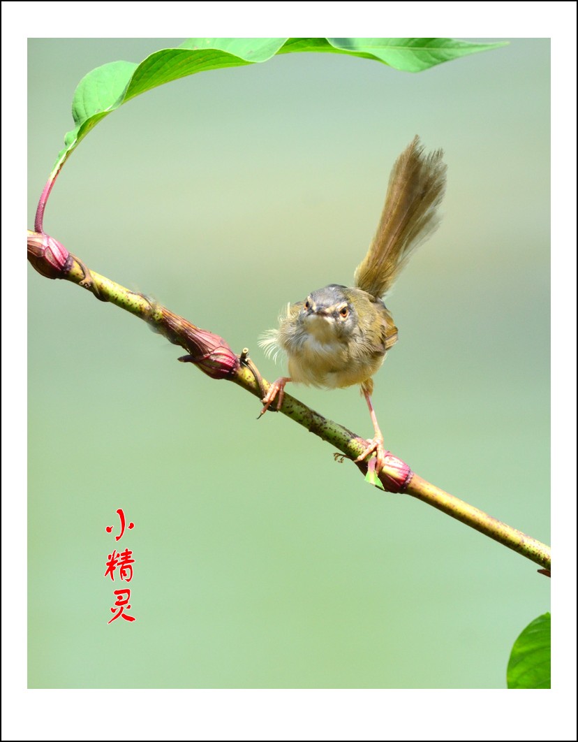DSC_1049_conew1.jpg