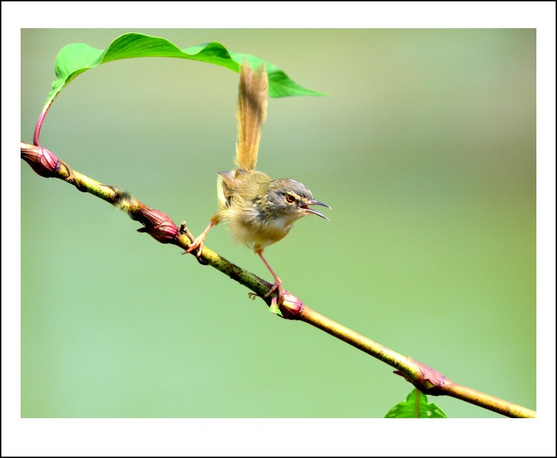 DSC_1035_conew1.jpg