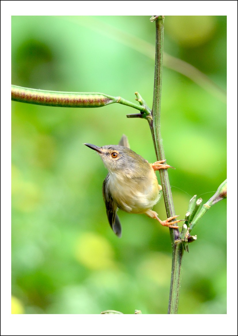 DSC_5330_conew1.jpg