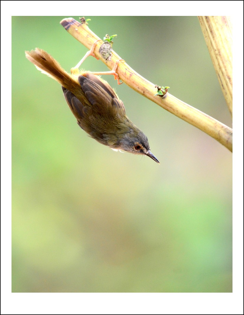 DSC_3682_conew1.jpg