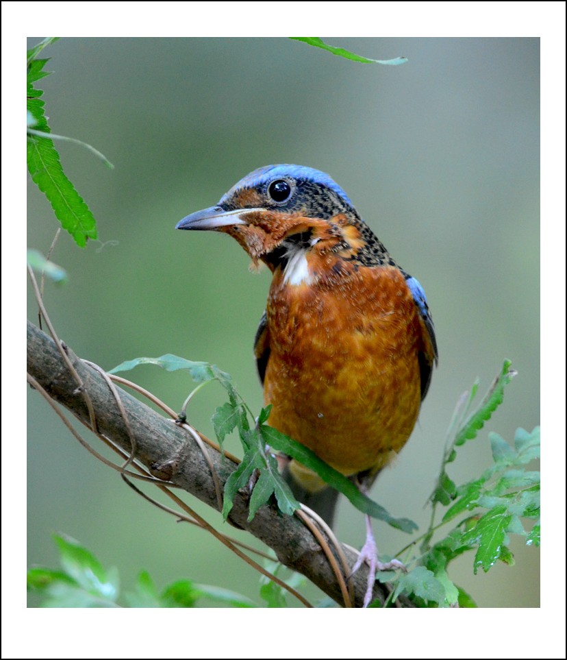 DSC_9739_conew1.jpg