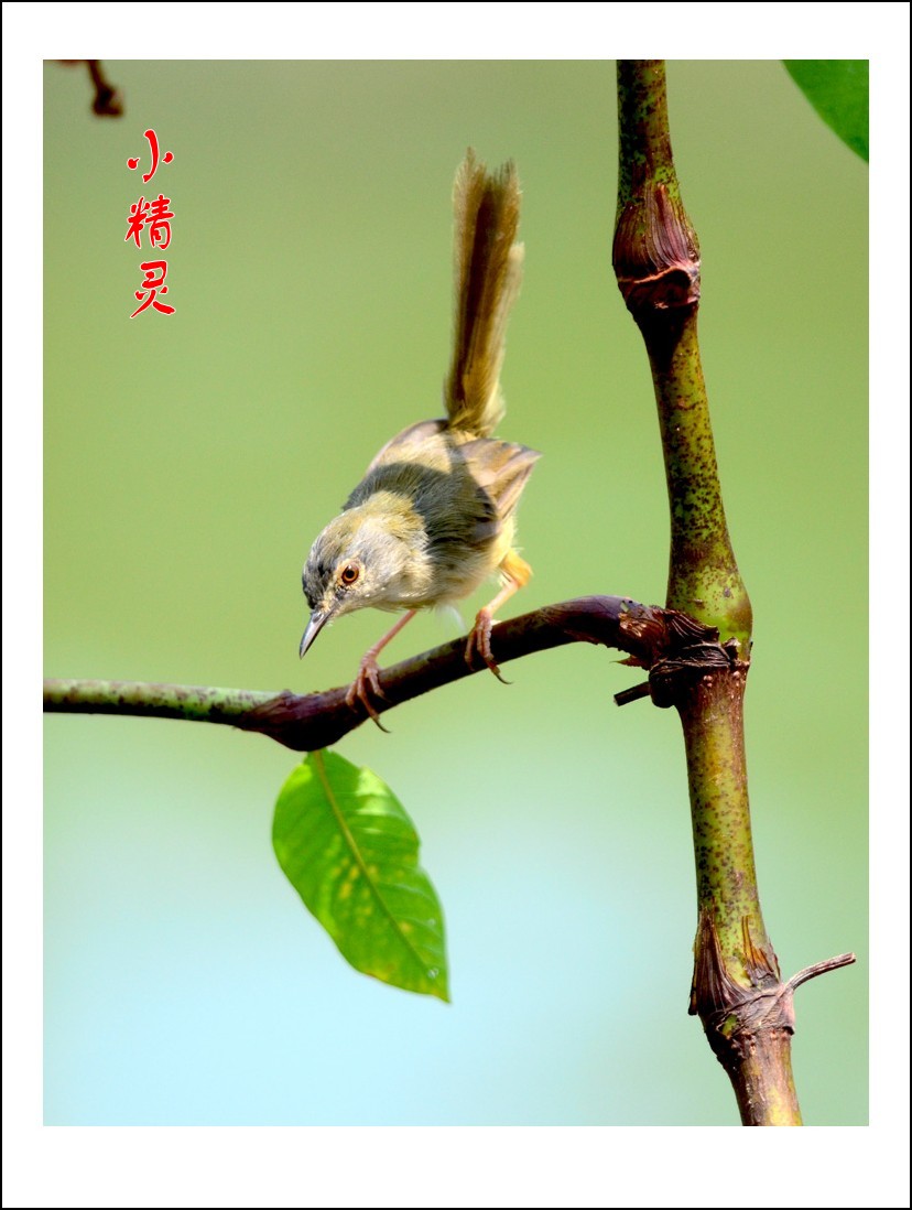 DSC_1008_conew2.jpg