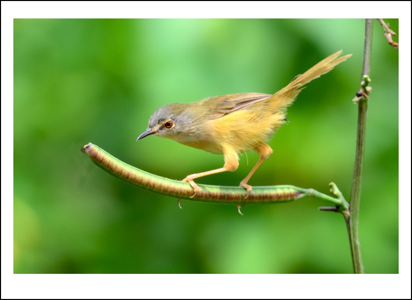 DSC_5413_conew1.jpg