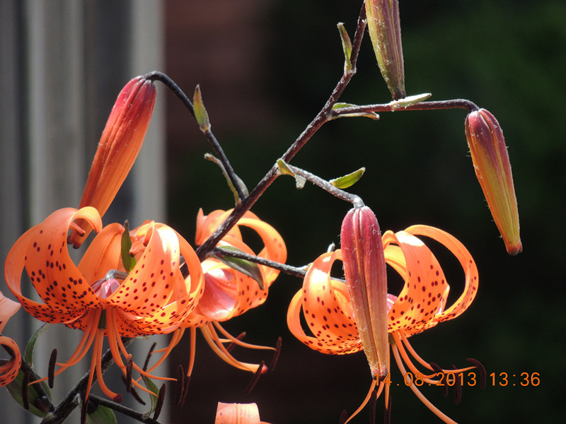 flower 500_.jpg