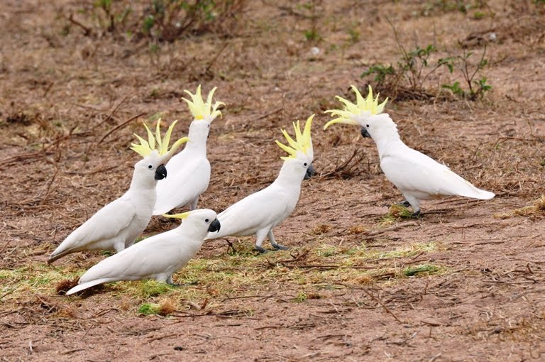 00Cockatoo_1.JPG