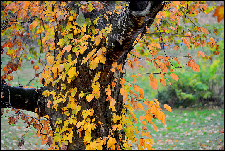 DSC_0699.jpg