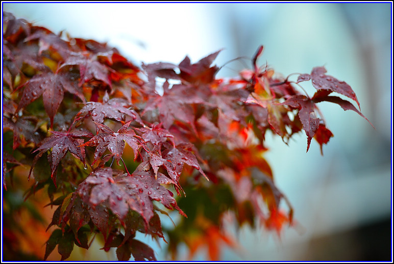 DSC_0779.jpg