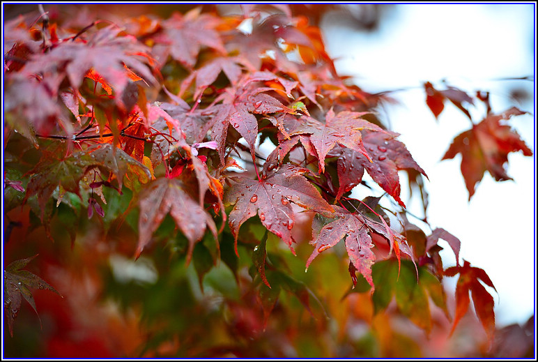 DSC_0778.jpg