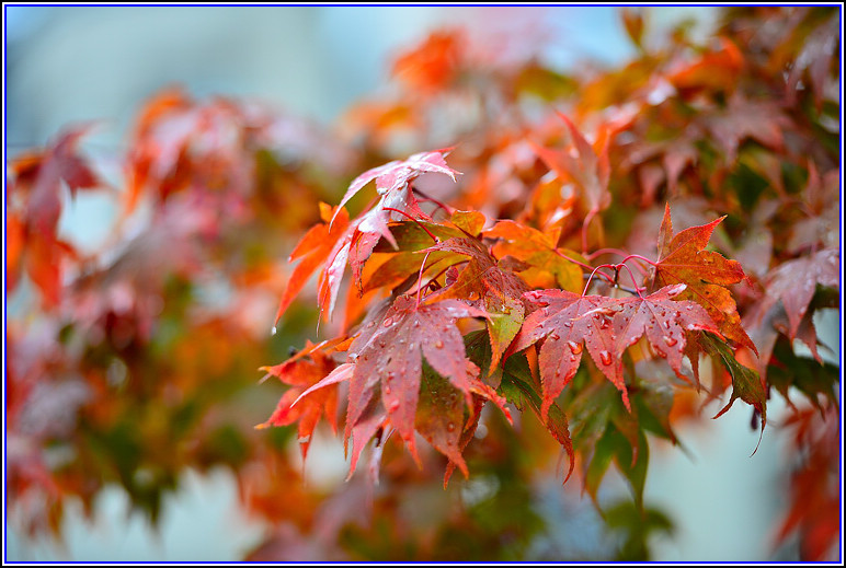DSC_0777.jpg