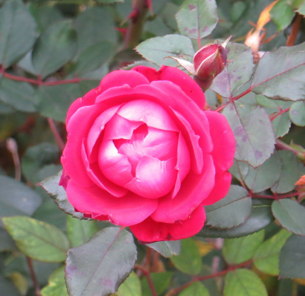 IMG_0001_5931.jpg
