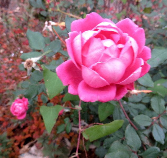IMG_0001_5925.jpg