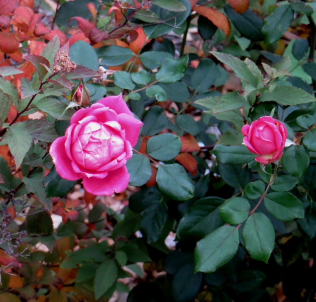 IMG_0001_5926.jpg