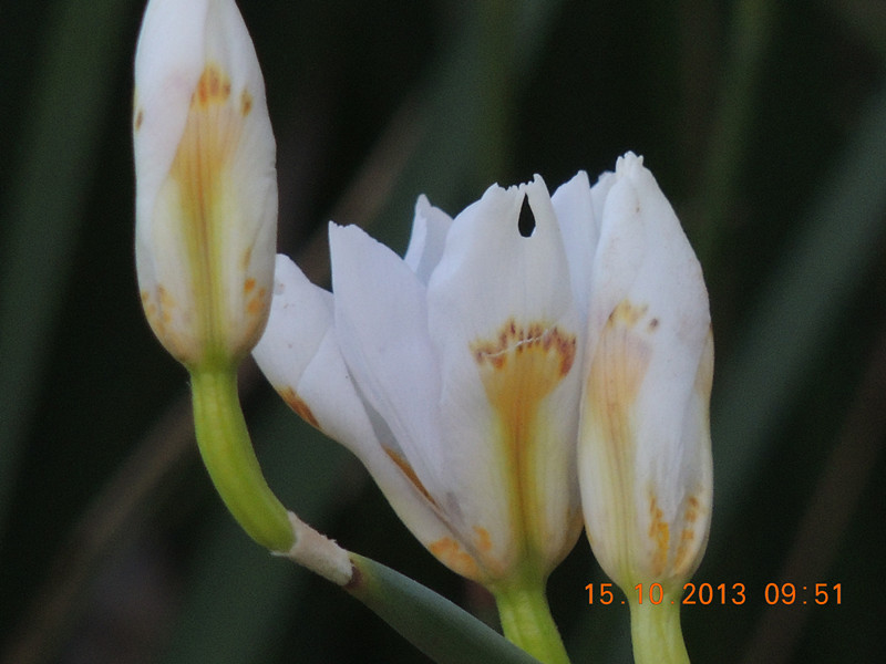 flower 1157_.jpg