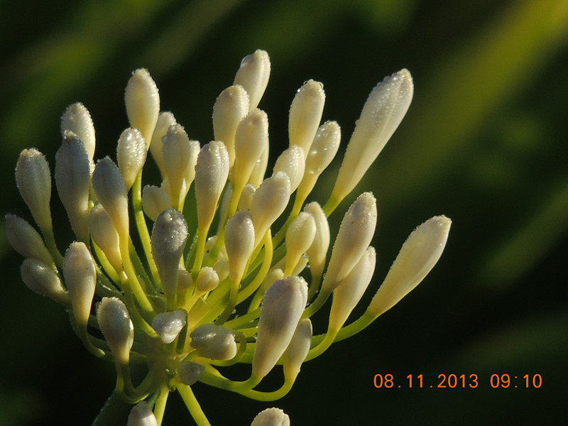 flower #2 010_.jpg