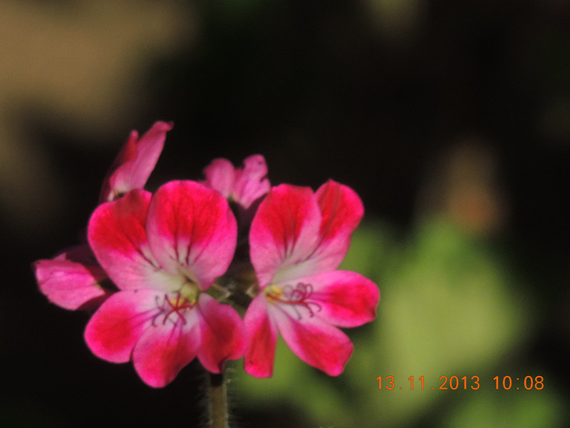 flower #2 216_.jpg