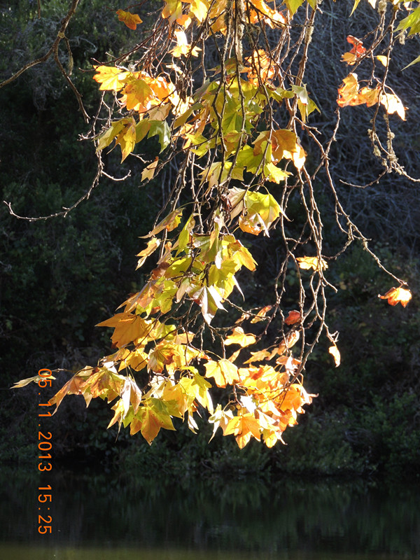 Golden gate park 663_.jpg