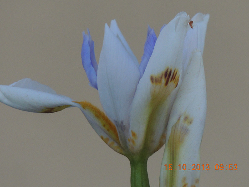 flower 1160_.jpg
