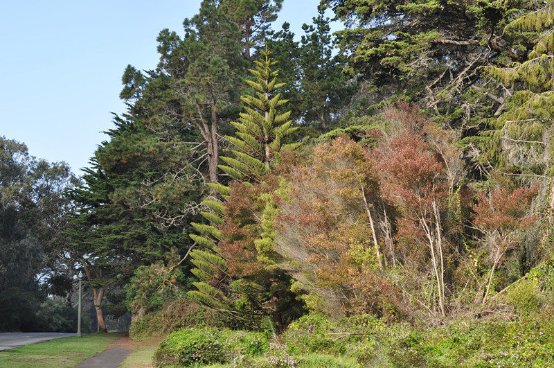 Golden gate park 111_.jpg