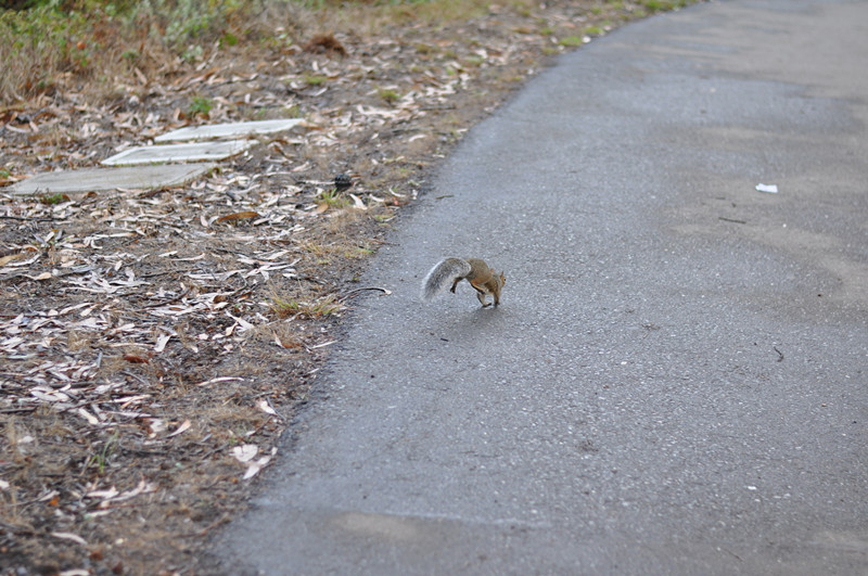 Golden gate park 125_.jpg