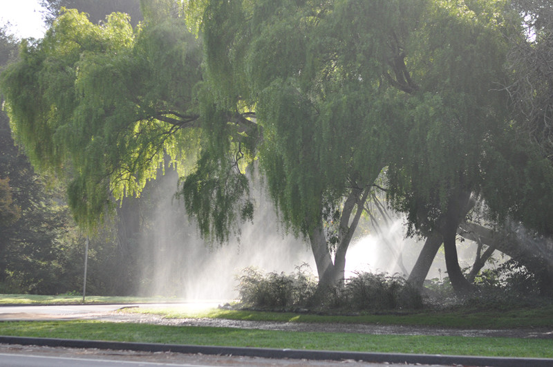 Golden gate park 160_.jpg