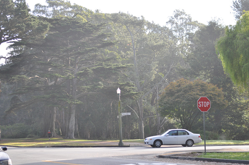 Golden gate park 159_.jpg