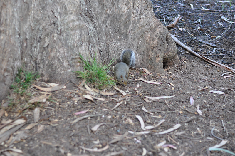 Golden gate park 120_.jpg