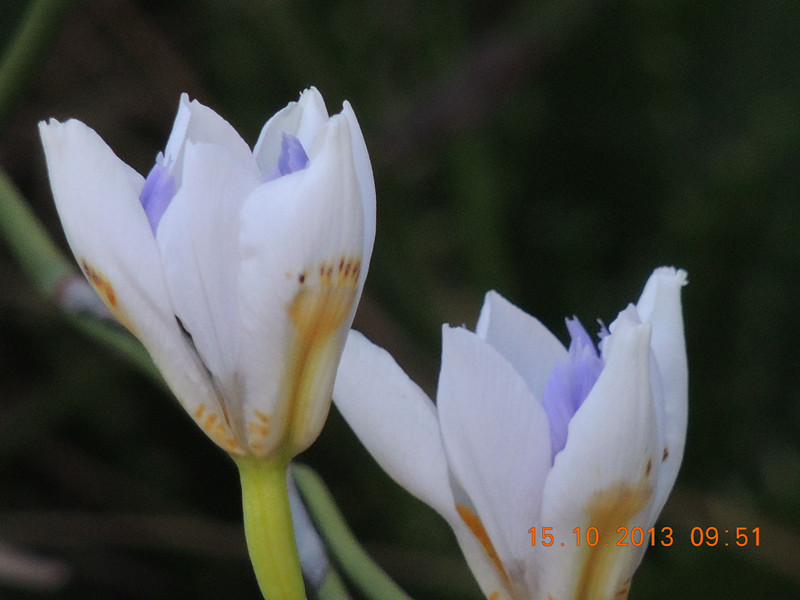 flower 1155_.jpg