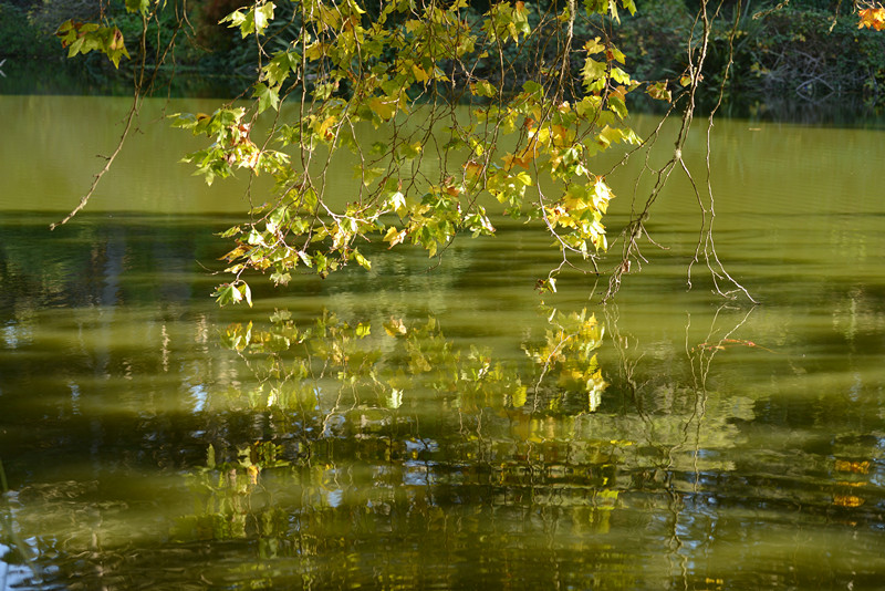 Golden gate park 445_.jpg