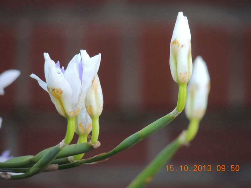 flower 1153_.jpg