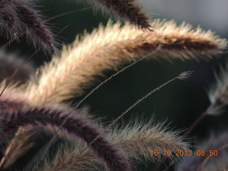 flower 1170_.jpg