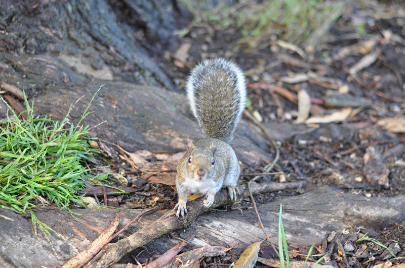 Golden gate park 150_.jpg