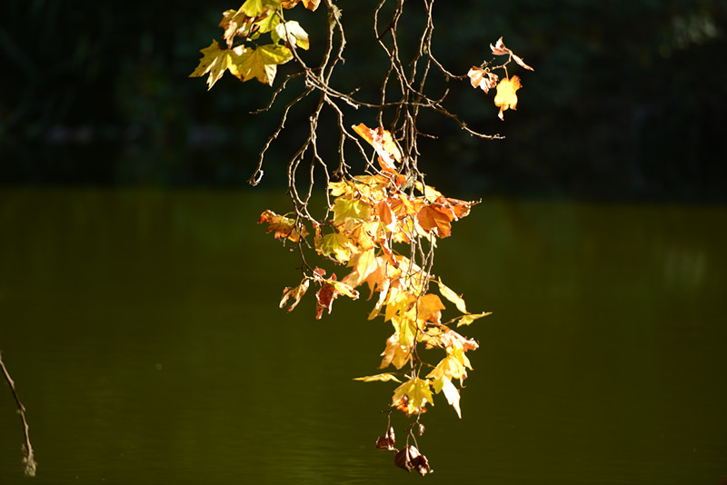 Golden gate park 490_.jpg