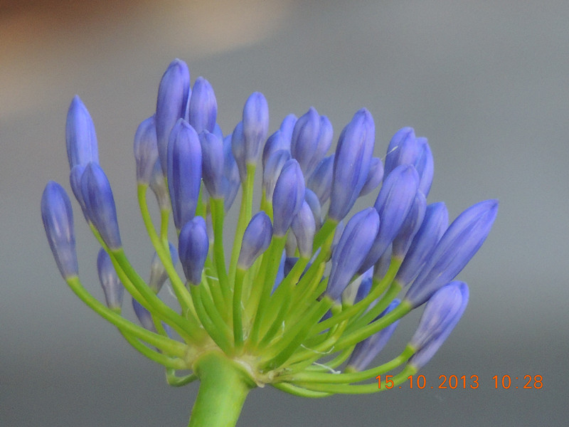 flower 1161_.jpg
