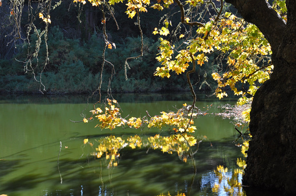 Golden gate park 518_.jpg