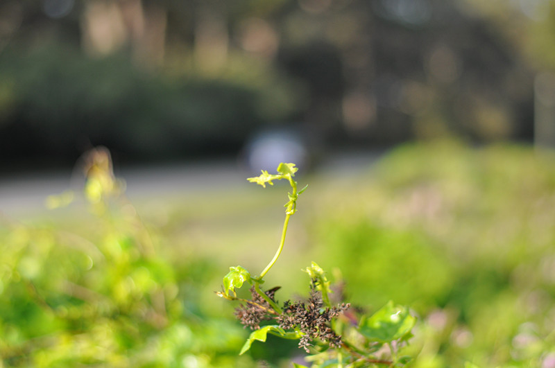 Golden gate park 067_.jpg