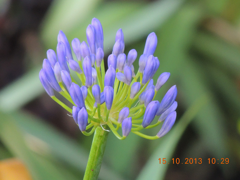 flower 1162_.jpg