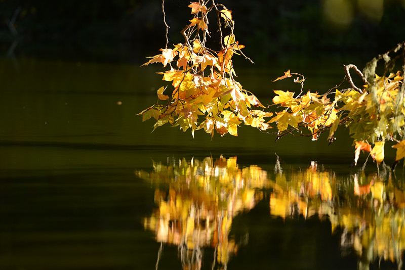 Golden gate park 456_.jpg