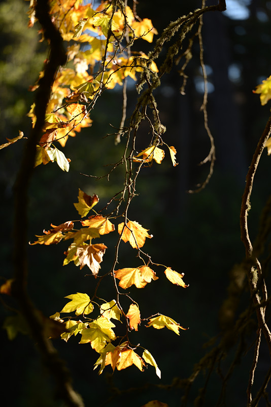 Golden gate park 491_.jpg