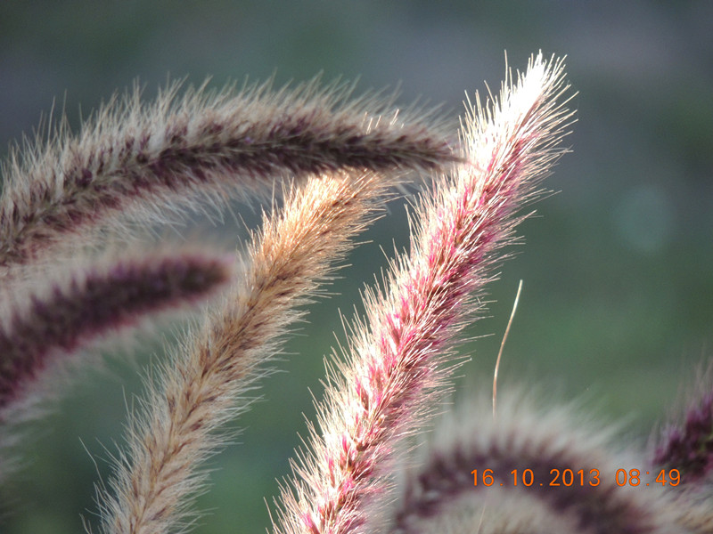 flower 1168_.jpg