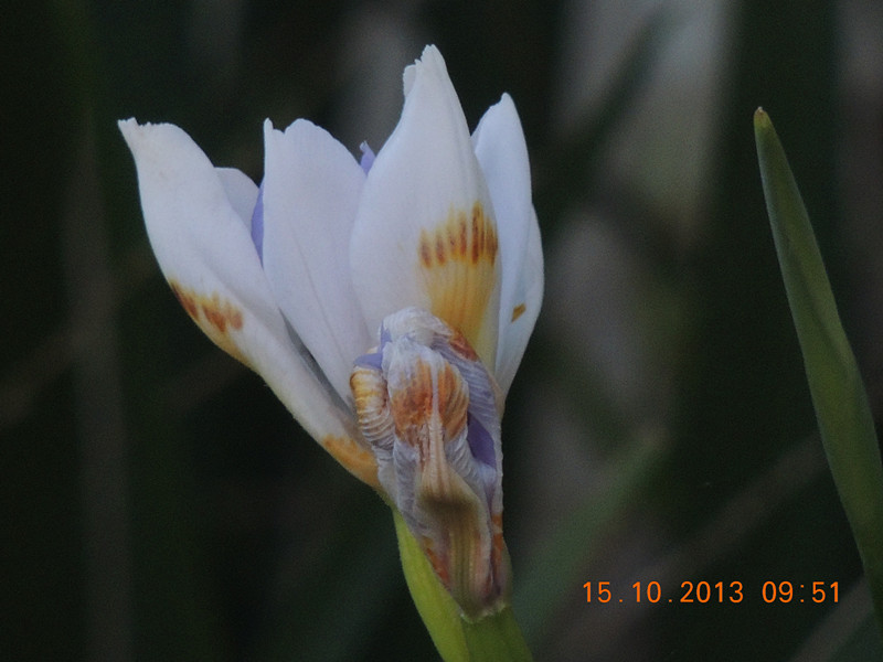 flower 1156_.jpg