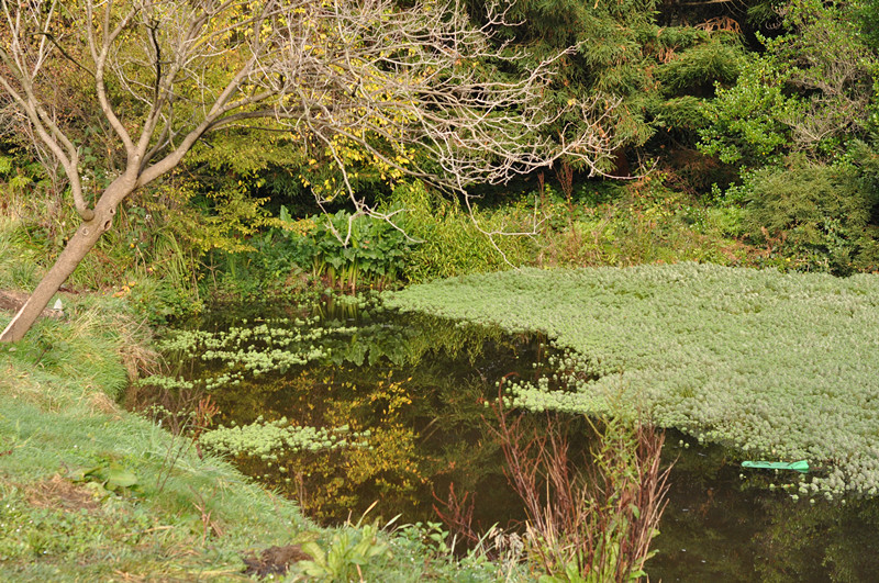 Golden gate park 100_.jpg