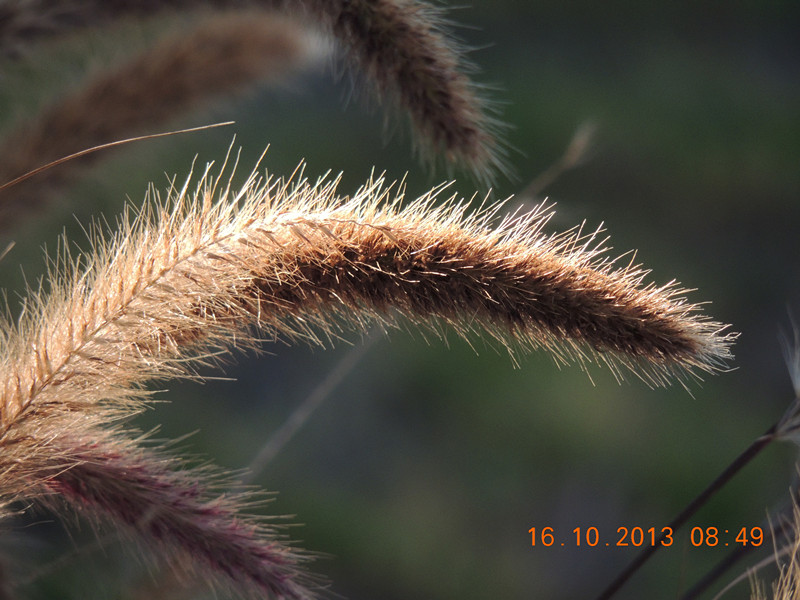 flower 1167_.jpg