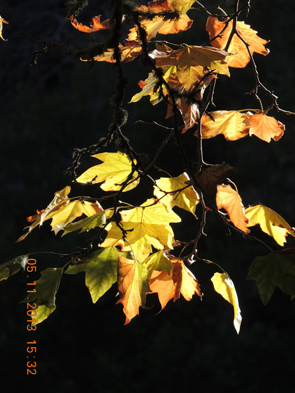 Golden gate park 680_.jpg