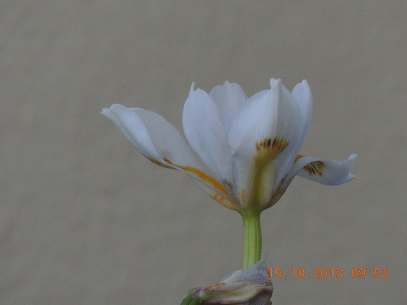 flower 1159_.jpg