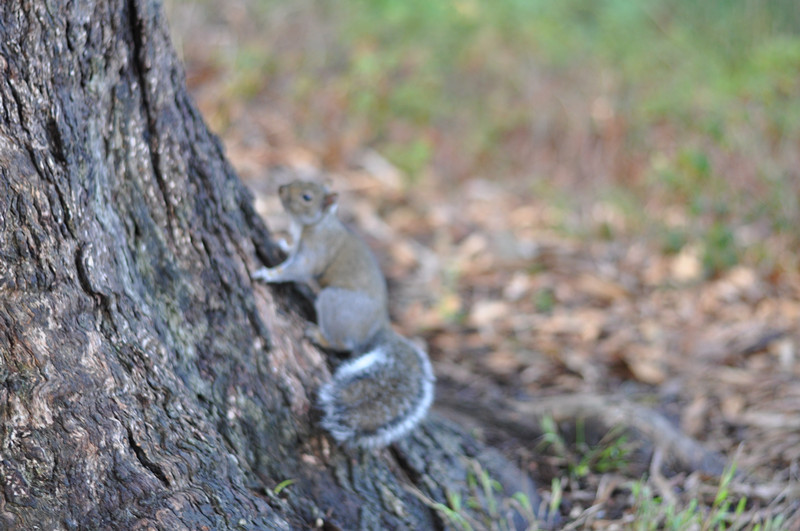 Golden gate park 153_.jpg