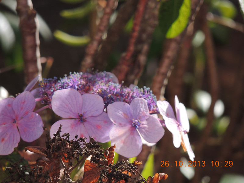 flower 1184_.jpg