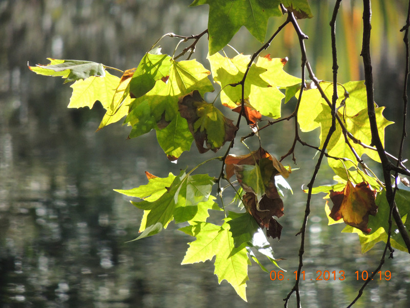 Golden gate park 802_.jpg