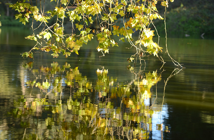 Golden gate park 509_.jpg