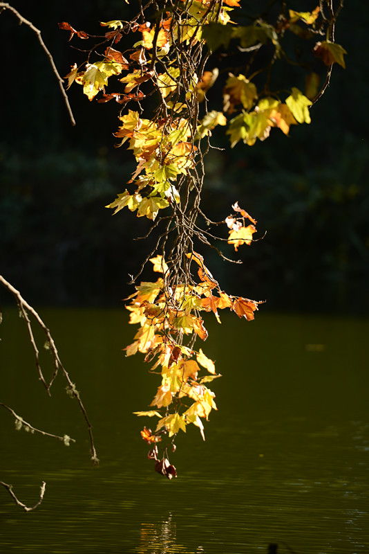 Golden gate park 487_.jpg