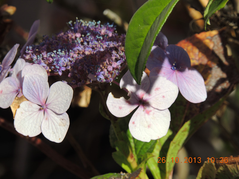 flower 1207_.jpg